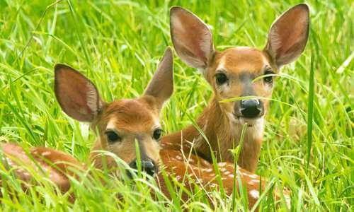 WHS - Fawns Mother Deer