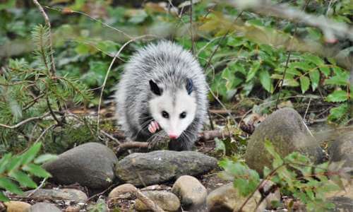 WHS - Adult opossums are not typically aggressive