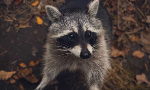 WHS - Raccoons are very aggressive animals