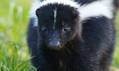 WHS - Skunks are very aggressive animals