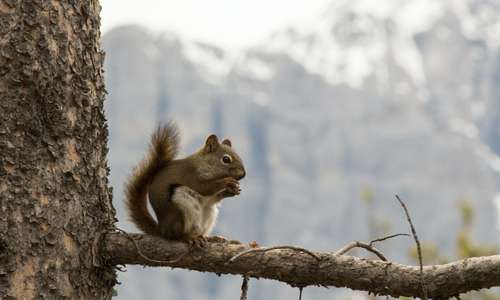 WHS - Baby Squirrels If the baby appears uninjured