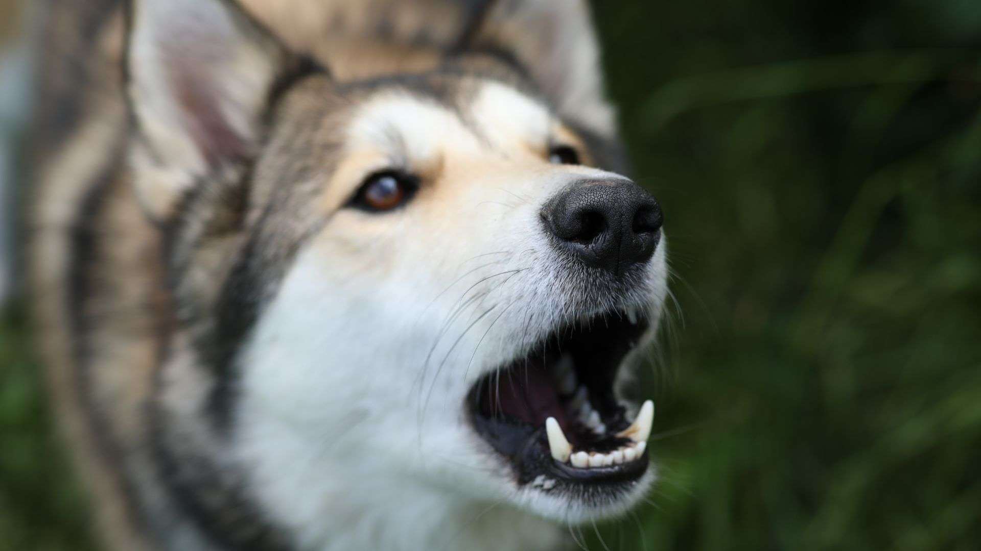 Adopted Dog with Opened Mouth