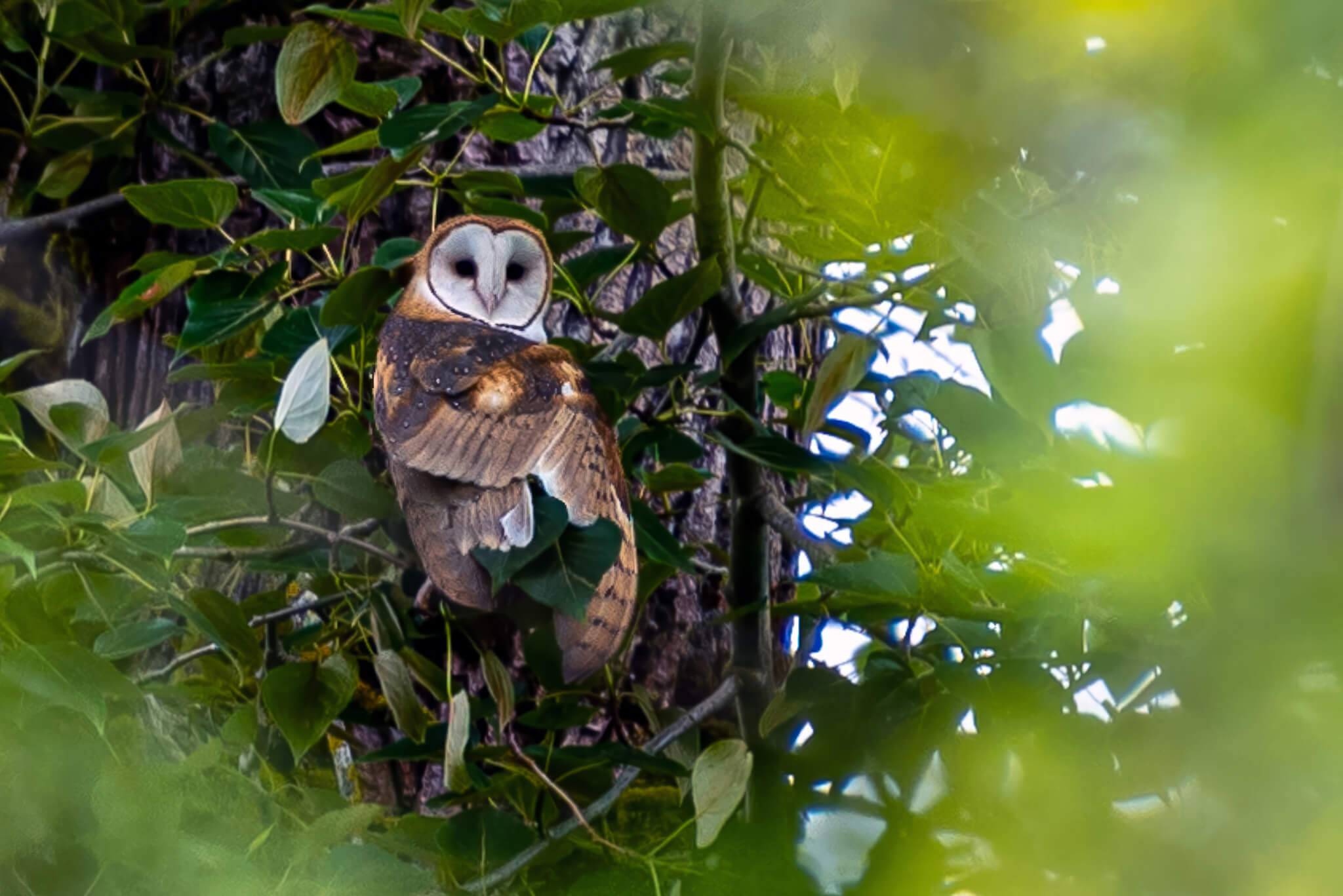 The Wildlife Rehabilitation Center Needs Your Help! | Whatcom Humane ...