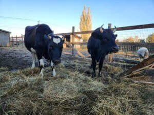 Cows in the Farm
