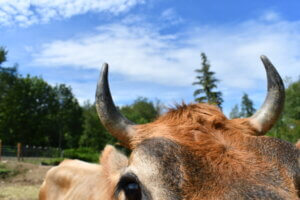 Cow close View