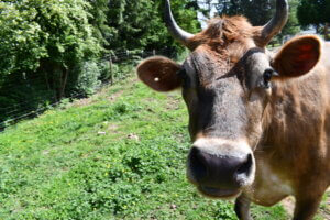 Cow with Greenery in the back