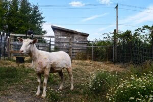White Goat