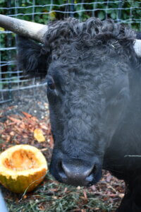 Cow don't like something