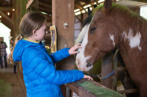 Woman in the horses farm
