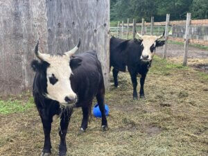 Cows Farm View