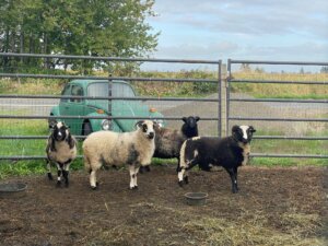 Goat Farm