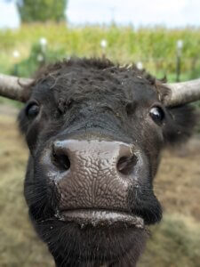 Cow looking closely