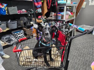 Thift Shop Dog in Basket
