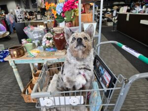 Thift Shop Puppy