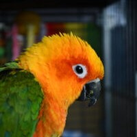 Small Animals Surrender an Animal