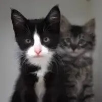 Kittens-in-Kennels Low-Cost Microchip