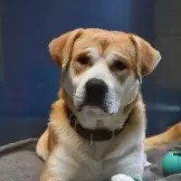 Toroto-the-Dog Pet Licensing