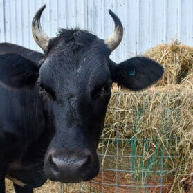 Farm Cow Hay Animal Control and Rescue Services