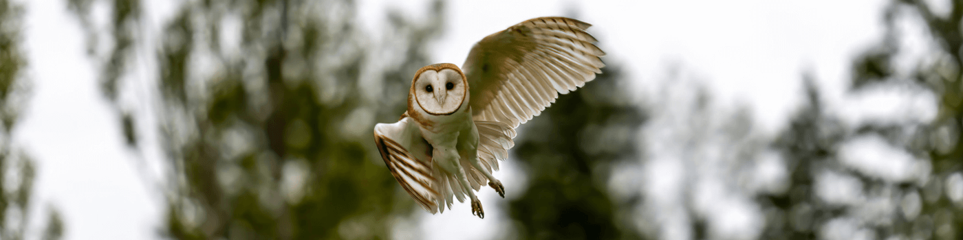whatcom humane society birdhouse auction (8)